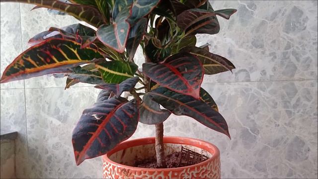 Croton Plant Care//Triple A смотреть онлайн