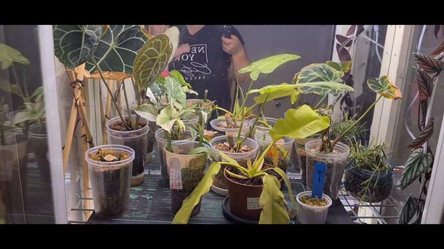 Przegląd gabloty💚💚 Philendron Paraiso Verde💚💚 Anthurium Clarinervium 💚💚 смотреть онлайн