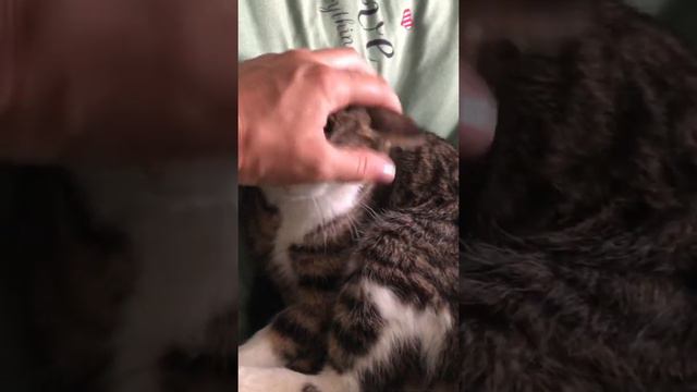 Домашние животные. Наши кошечки Пыля и Буся. смотреть онлайн