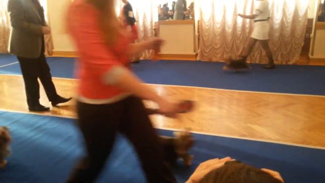 Yorkshire terrier club York-Show 2014 смотреть онлайн