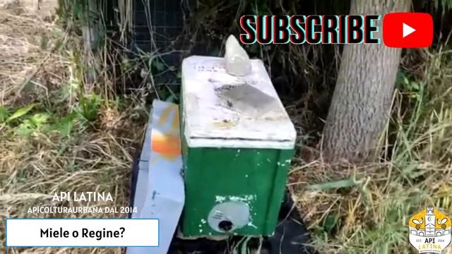 ???Miele o Regina????Sicuramente la seconda...Tu che ne pensi?????? смотреть онлайн