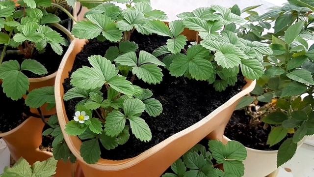 Руяна. Раскрылся первый цветок. Прошло 50 дней после посадки семенами. смотреть онлайн