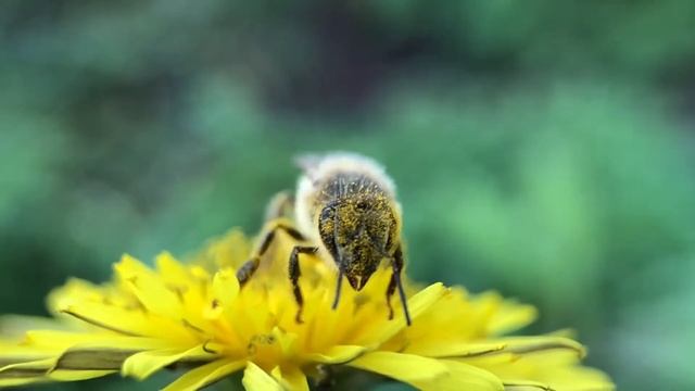 A video of Bee by the 2.8X HD Macro Lens for iPhone / Smart Phones (by @IthaSud with iPhone X) смотреть онлайн