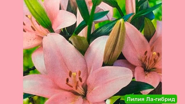#лилии #цветущиелилии #сортовыелилии Лилии-фото,сорта, названия ? смотреть онлайн