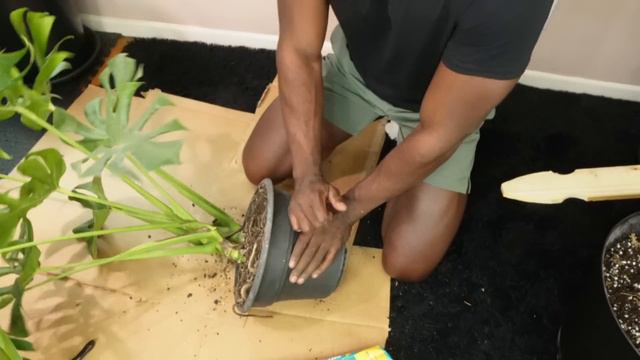 REPOT YOUR PLANTS ASAP | HERE IS WHY!! смотреть онлайн