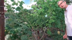 Зангиев Владимир Алиханович