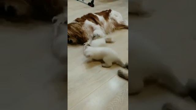 Не разлей водой смотреть онлайн