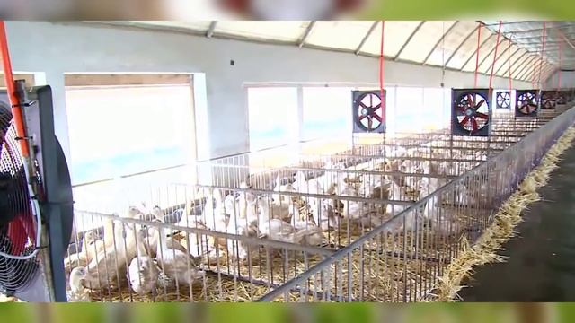 15 New Hybrid Animals Created Recently смотреть онлайн