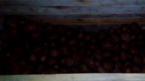 Как избавиться от мышей? МОЙ Погреб... Как вывести МЫШЕЙ