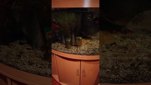 Астронотусы и ? смотреть онлайн