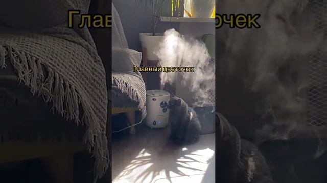 Главный цветочек смотреть онлайн