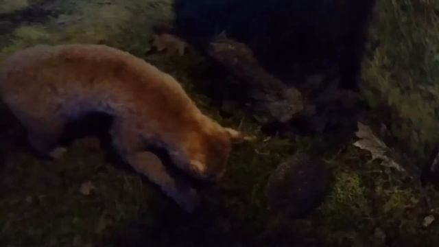 музей природы в Беловежской пуще смотреть онлайн