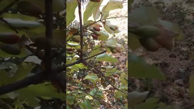 Кизил. #кизил #деренмужской # корнус смотреть онлайн