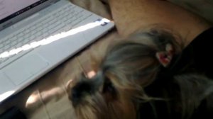 йоркширский терьер поёт