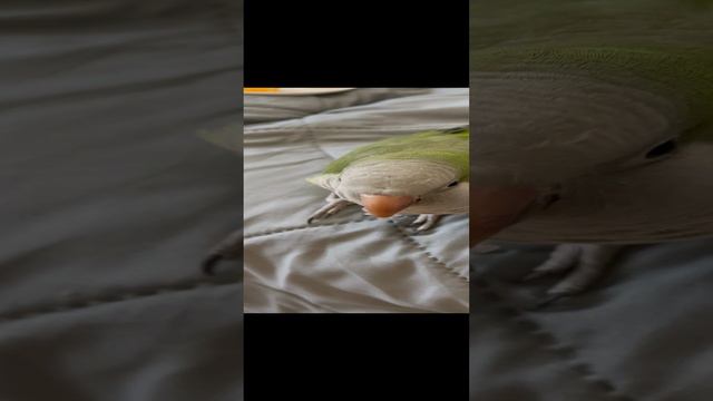 Что любит Гриша