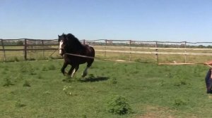 СГН48 Жеребцы производители