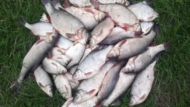 активатор клева dry blooder развод или смотреть онлайн