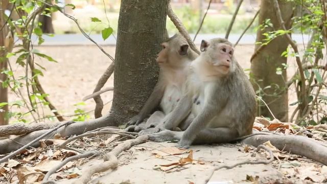 Mixing Monkey daily Life today with Amber Troop 2/20 смотреть онлайн