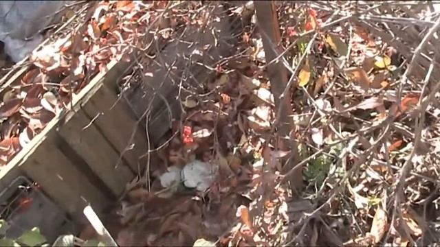 барбарис сравнить виды разных сортов смотреть онлайн