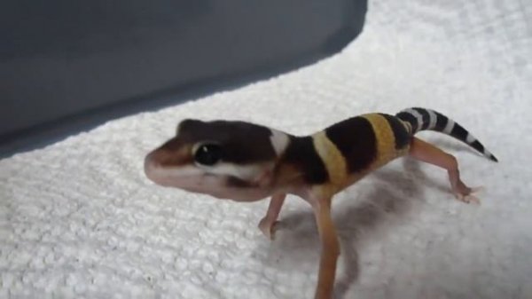 Крик геккона