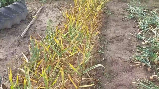 Как поживает огород?Выкопал пять сортов чеснока!?