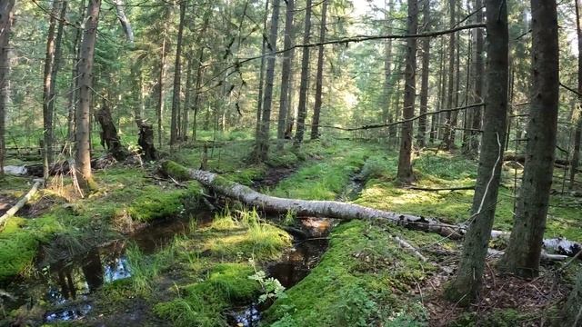 Новости из леса | Сбор лисичек в еловом лесу | Грибы 2022 смотреть онлайн