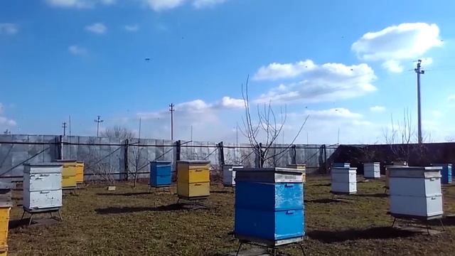 Выставка пчёл, Новый год для пчеловода (реальные события в стихах) смотреть онлайн