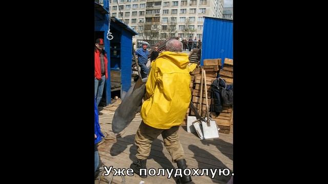 Акула в Питере | Shark in St. Petersburg смотреть онлайн