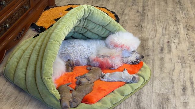 Teri has puppies. У Тэри появились щенки.