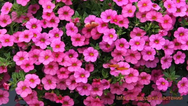 Калибрахоа обыкновенная Пинк (calibrachoa Kabloom Pink) ? обзор: как сажать, семена калибрахоа Пинк