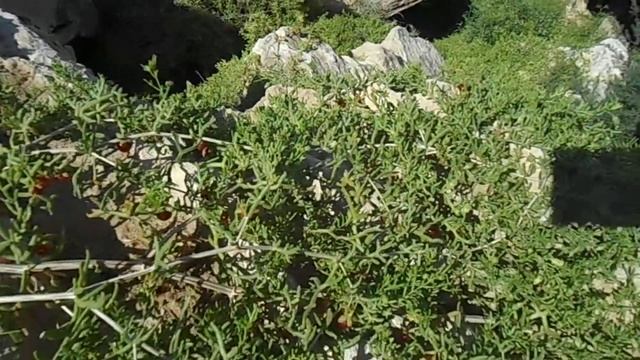 Островерхий камень торчит над Каспийским морем, а перед ним ягодное растение покрывает собой глыбу смотреть онлайн