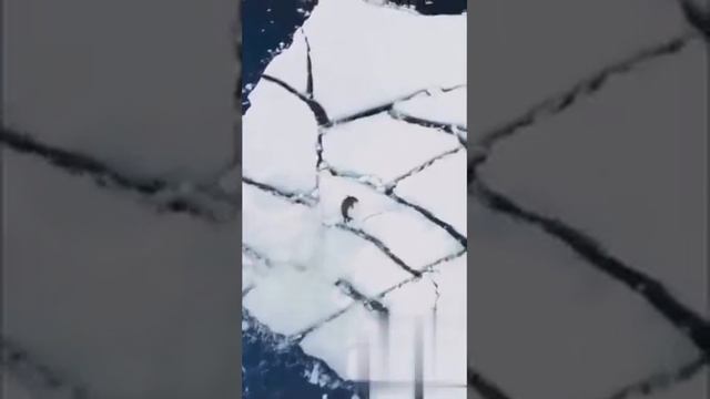 КАСАТКи НАПАли НА ТюЛеня??Killer whales attacked the Seal?? смотреть онлайн