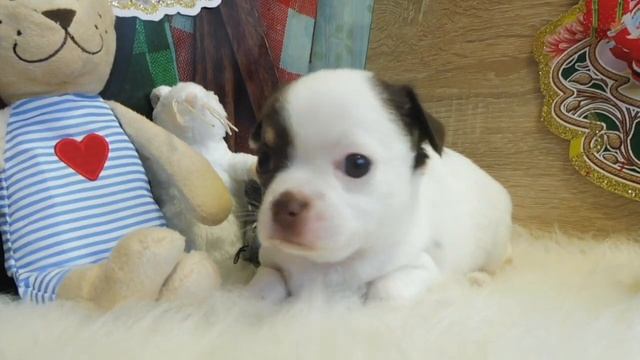 ЩЕНОК ЧИХУА НЕОБЫЧНОГО ОКРАСА #продамщенкачихуа ( ПИТОМНИК "МАРИ МИСТИК" ) смотреть онлайн