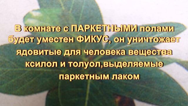 Растения дома против пыли и бензола смотреть онлайн