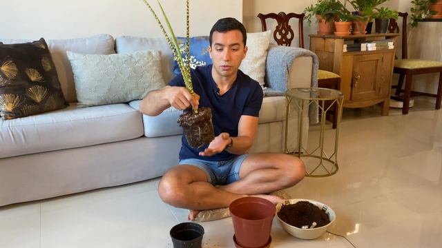 Alocasia Zebrina Complete Care Guide, Repotting and Common Problems смотреть онлайн