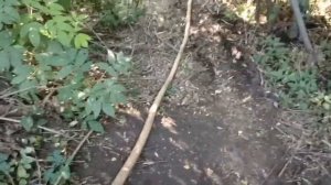 Полив огорода из пожарного шланга водой из речки. Мотопомпа для полива