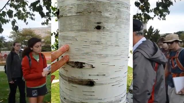 Betula papyrifera смотреть онлайн