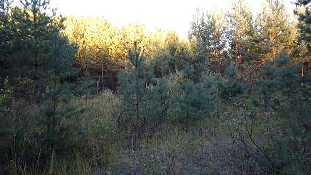 Вечером в лесу. Август 2023 смотреть онлайн
