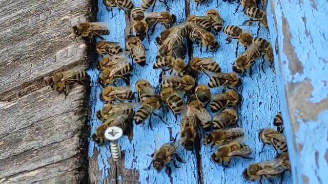 Танцы пчёл на летке!!! Пчёлы щлифуют леток. Почему? С какой целью? смотреть онлайн
