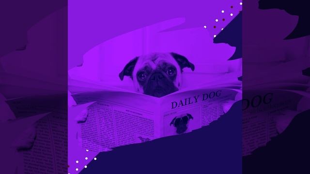 Музыка (Стресс собаки) смотреть онлайн