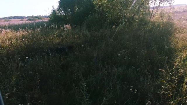 Утренняя охота с легавой на куропатку и перепела. смотреть онлайн