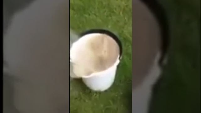 Как почистить 3 кг картошки за 1 мин прикол смотреть онлайн