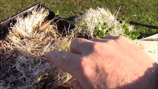 Microgreens Personal Use Complete Kits [Red Russian Kale] смотреть онлайн