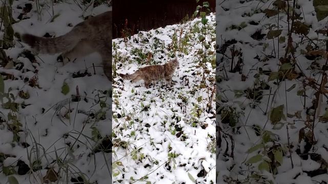 Ной стал невидим в траве.??? смотреть онлайн