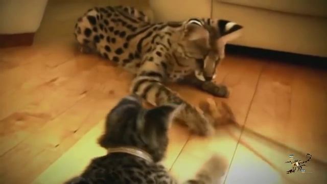 Домашние дикие кошки. Милота) смотреть онлайн