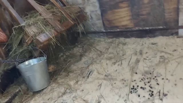 Они по нам соскучились. смотреть онлайн