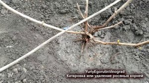 ?  Катаровка винограда. Зачем удаляют росяные  корни на винограде. Многие виноградари это не делают