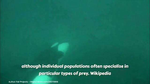 Killer whale (Orcinus orca) смотреть онлайн