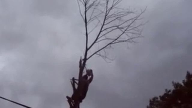 Radi Tree Service cutting a dead tree At Leroy Avenue, London, ON.flv смотреть онлайн