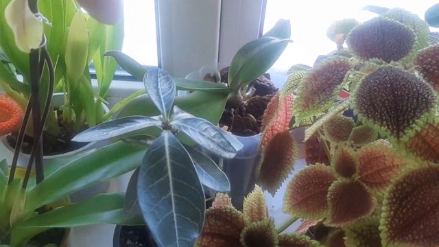 Мой пафик ("венерин башмачок")))) ну и другие цветочки на работе #уходзапафиопедилиумом смотреть онлайн
